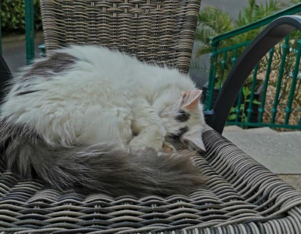 un chat tout mignon